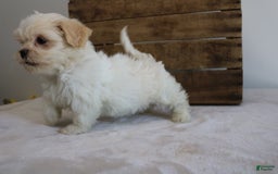 Teddy Bear dogs for sale: Katy - Image 1