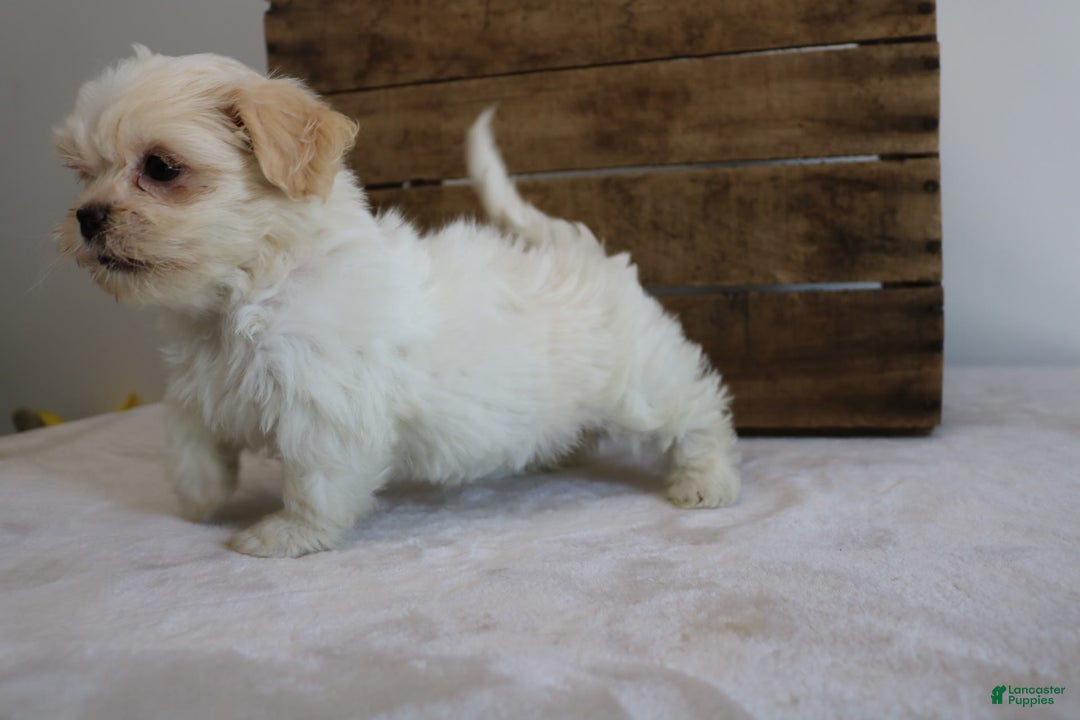 Teddy Bear dogs for sale: Katy - Image 1