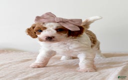 Mini Goldendoodle dogs for sale: Dixie - Image 1