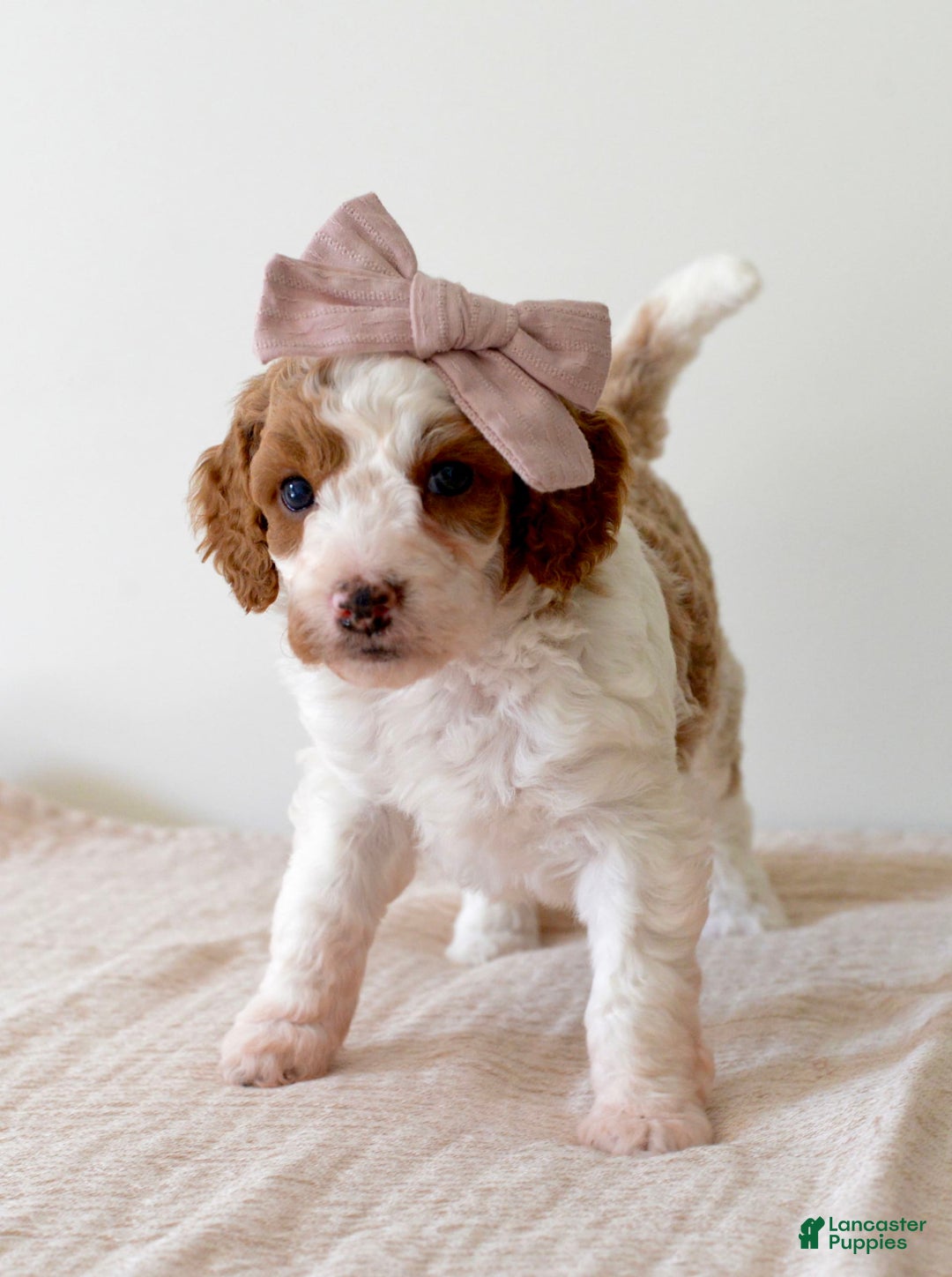 Mini Goldendoodle dogs for sale: Dixie - Image 1