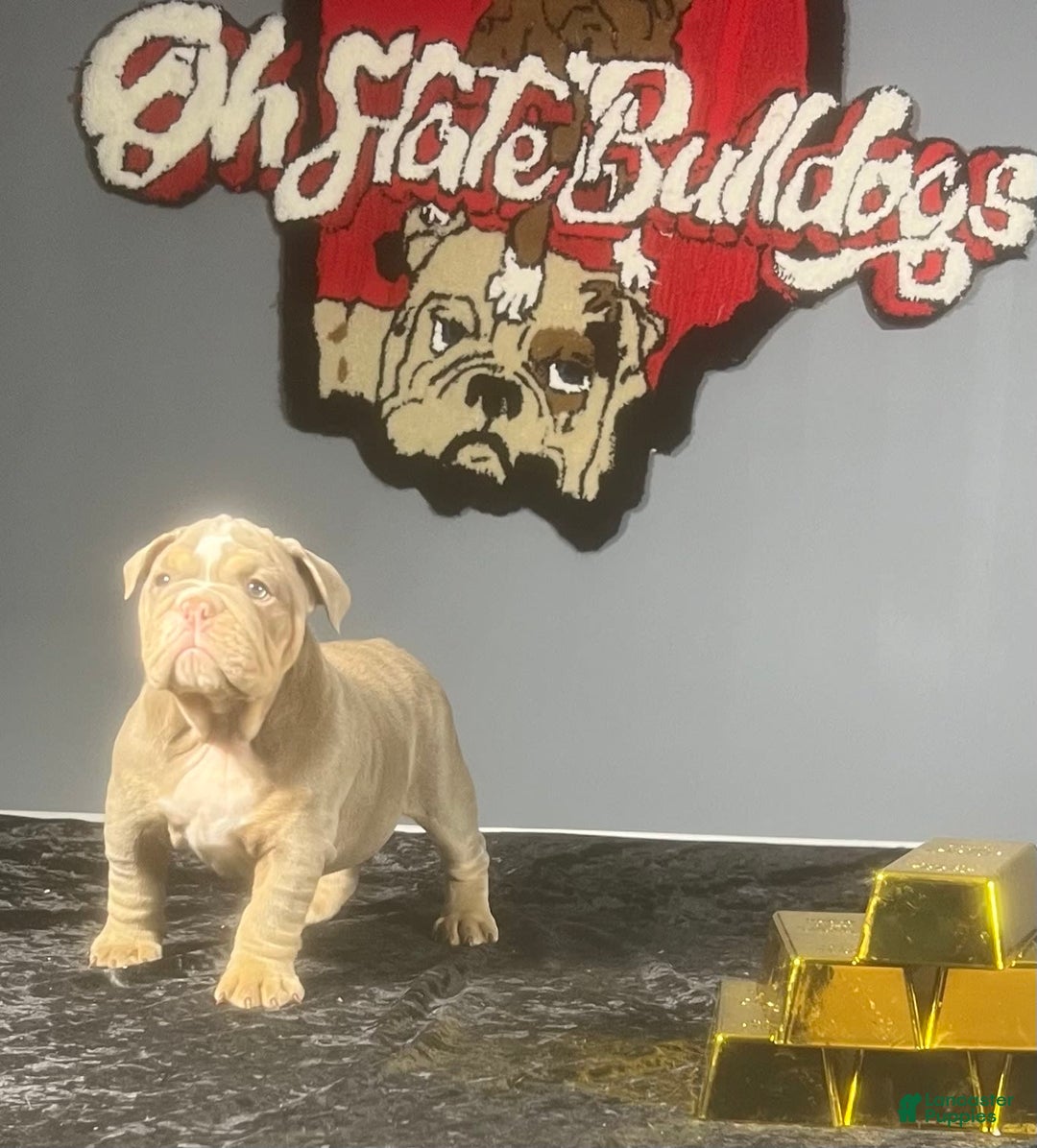 English Bulldog dogs for sale: Boom - Image 8