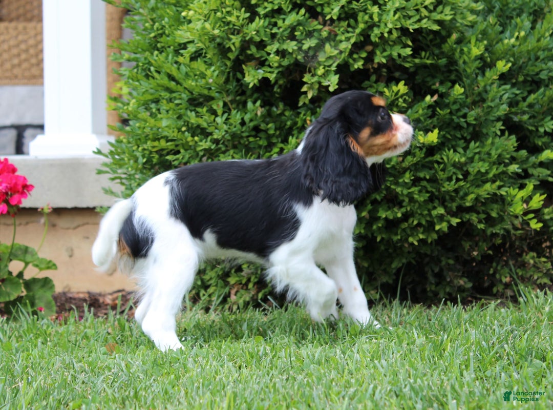 Cavalier King Charles Spaniel dogs for sale: Abby - Image 16