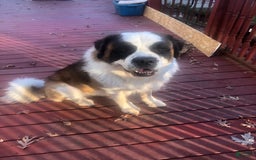 Saint Bernard dogs for sale: Bea - Image 3