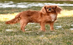 Cavalier King Charles Spaniel dogs for sale: Mason - Image 11