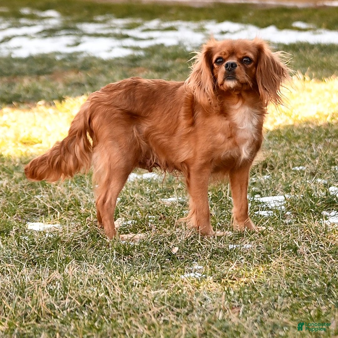 Cavalier King Charles Spaniel dogs for sale: Mason - Image 11