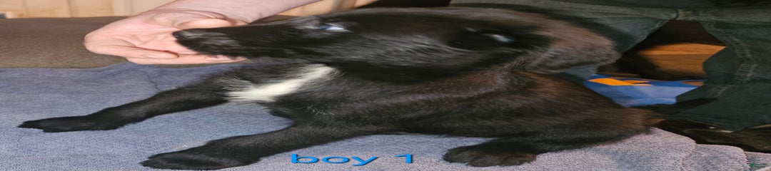 Boy 1