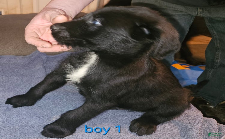 Belgian Malinois dogs for sale - Ad 2