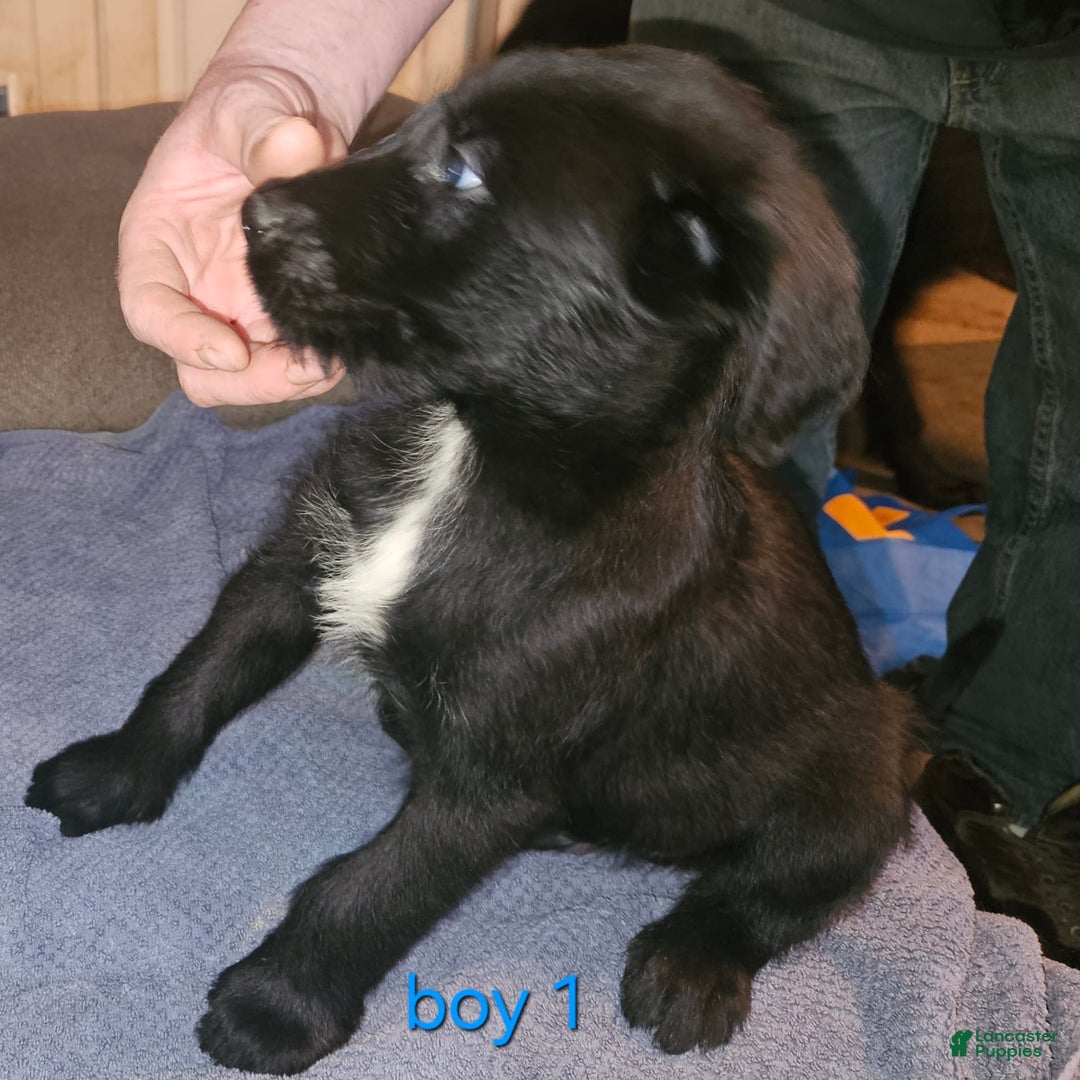 Belgian Malinois dogs for sale: Boy 1 - Image 1