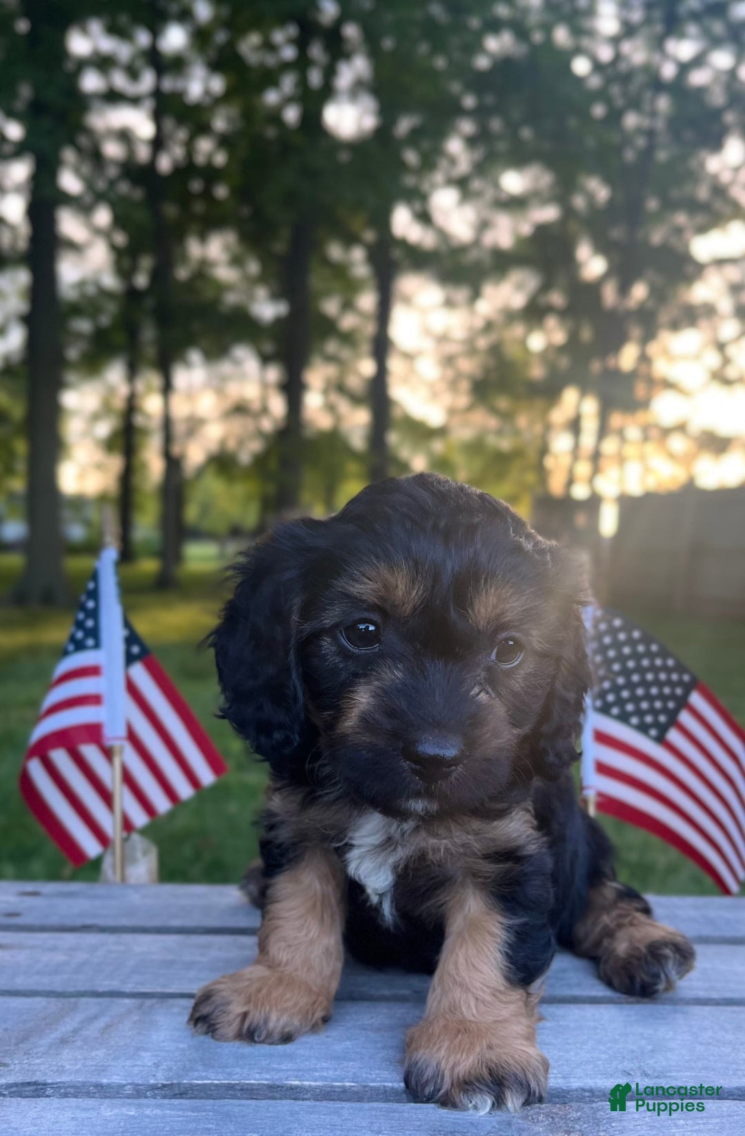 Cavapoo dogs for sale: Lads - Image 7