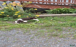 English Springer Spaniel dogs for sale: Buster - Image 6