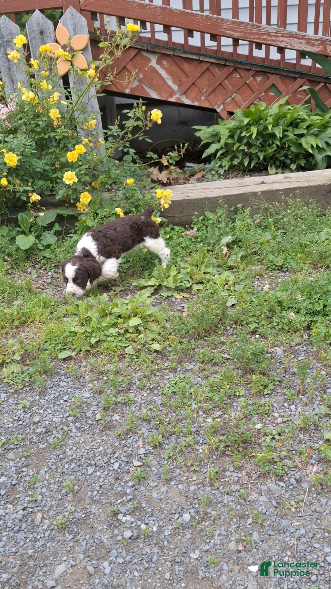 English Springer Spaniel dogs for sale: Buster - Image 6