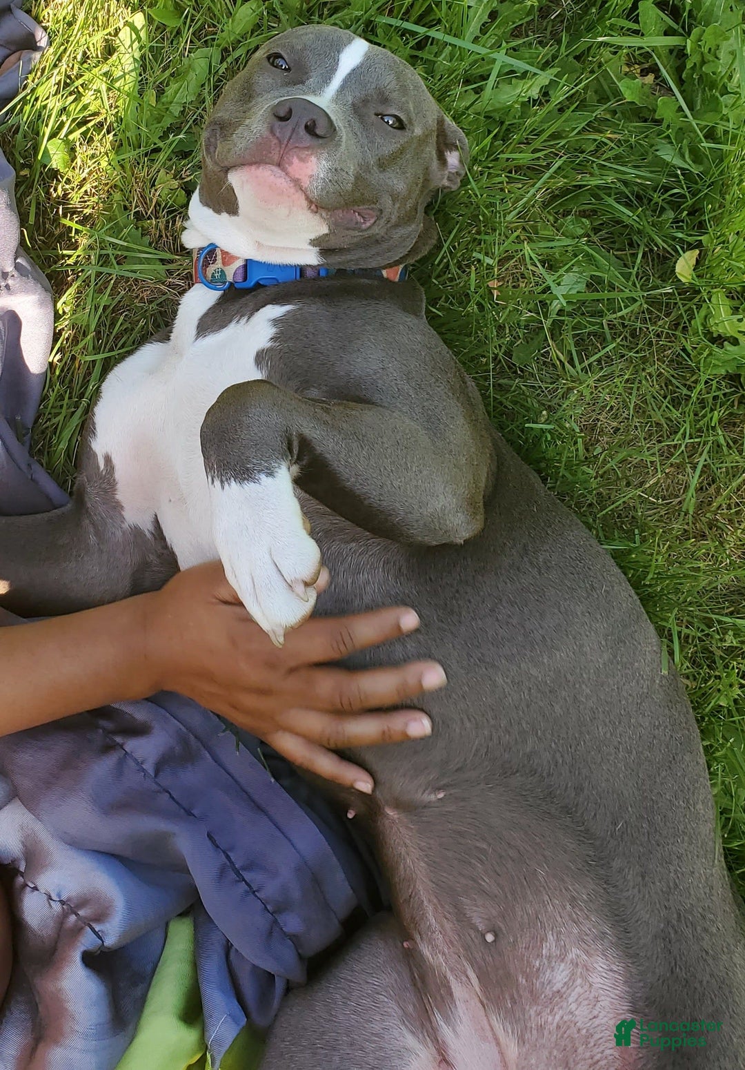 American Pit Bull Terrier dogs for sale: Mama - Image 5