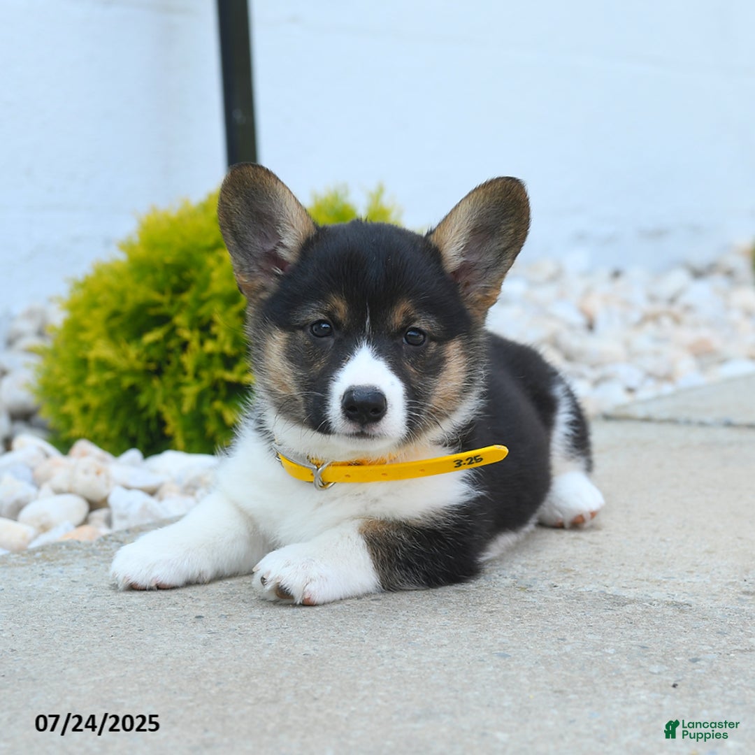 Welsh Corgi Pembroke dogs for sale: Tulip - Image 3