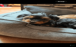 Yorkshire Terrier dogs for sale: Carmens Baby Girl One - Image 1