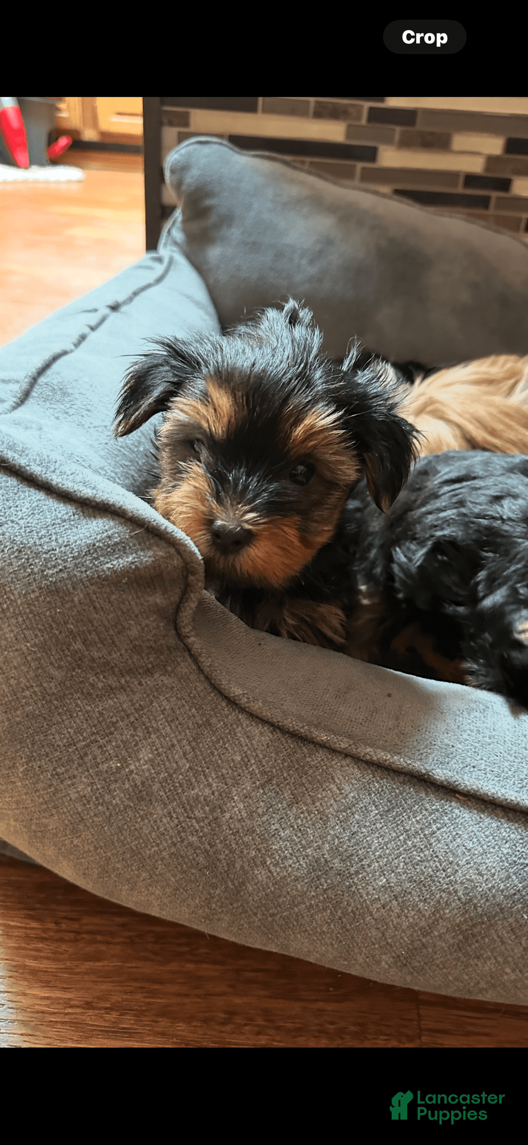 Yorkshire Terrier dogs for sale: Carmens Baby Girl One - Image 1
