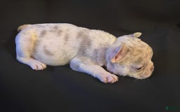 French Bulldog dogs for sale: Brooklyn - Image 8