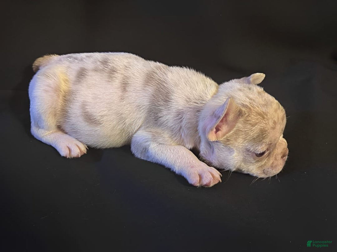 French Bulldog dogs for sale: Brooklyn - Image 8