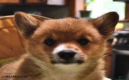 Welsh Corgi Pembroke dogs for sale: Toro - Image 5