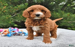 Mini Goldendoodle dogs for sale: Dixie - Image 3