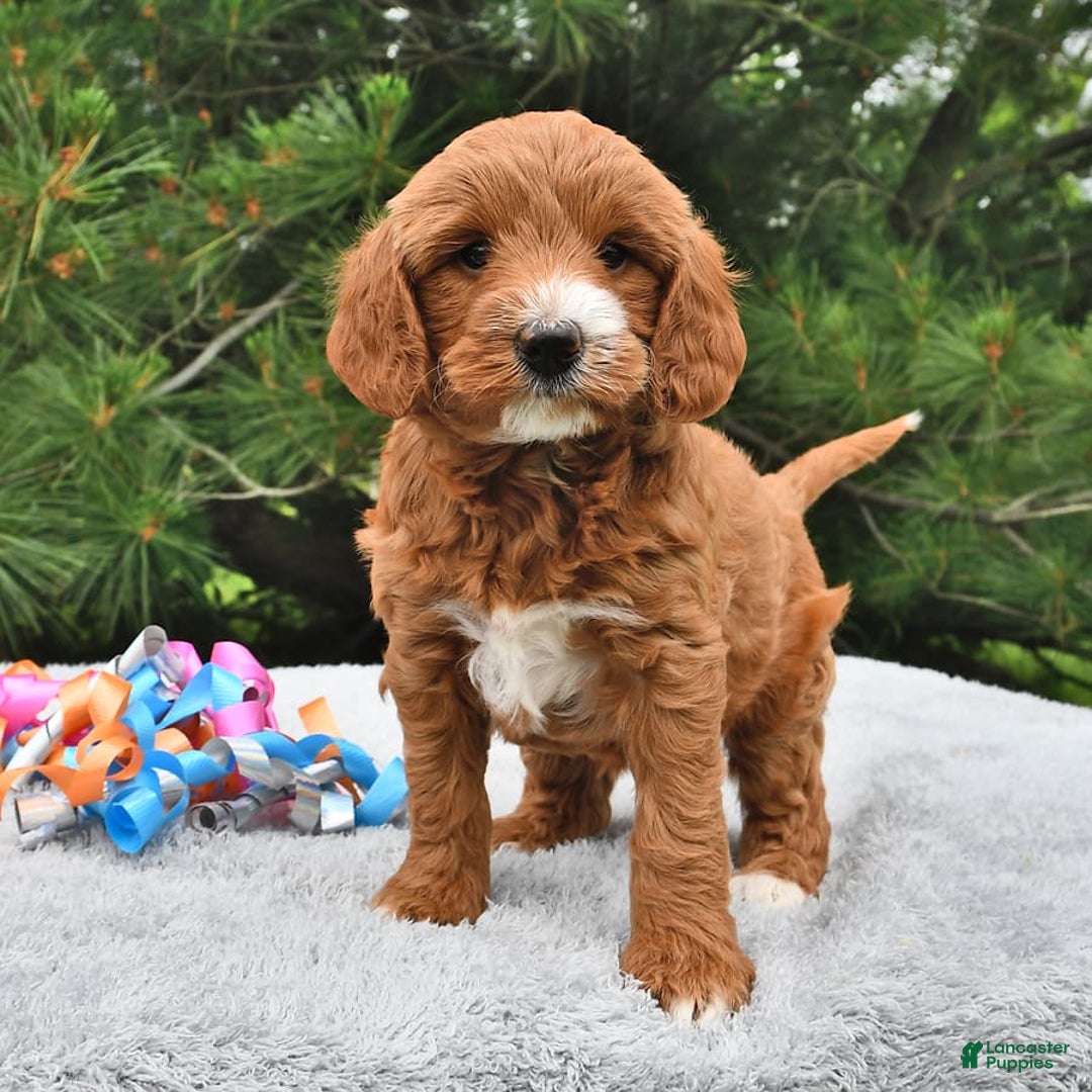 Mini Goldendoodle dogs for sale: Dixie - Image 3