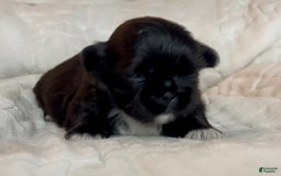 Shih Tzu dogs for sale: Beauty-mini - Image 2