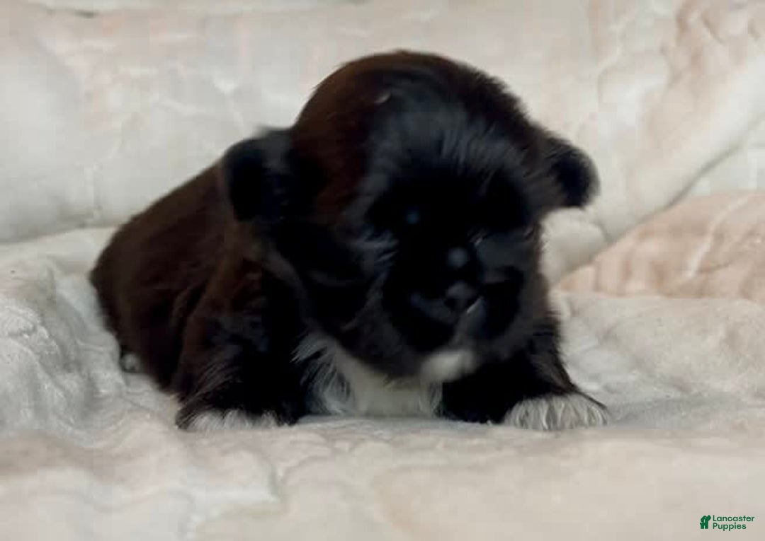 Shih Tzu dogs for sale: Beauty-mini - Image 2