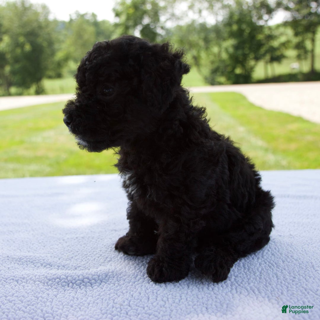 Miniature Poodle dogs for sale: Axel - Image 4