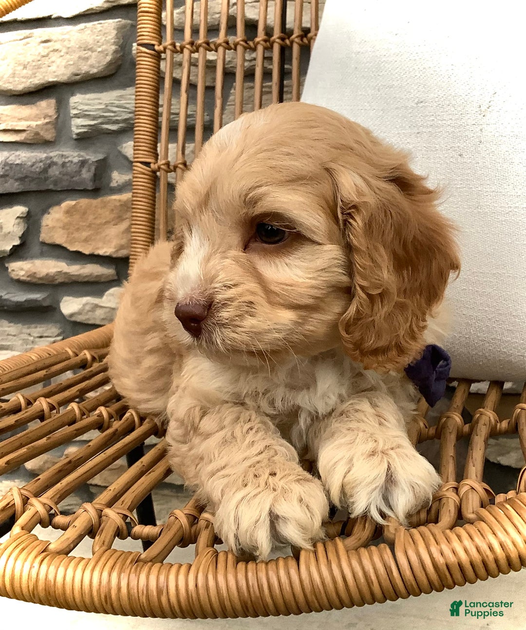 Cockapoo dogs for sale: Oliver - Image 1