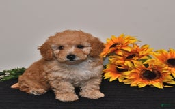 Miniature Poodle dogs for sale: Cassie - Image 1