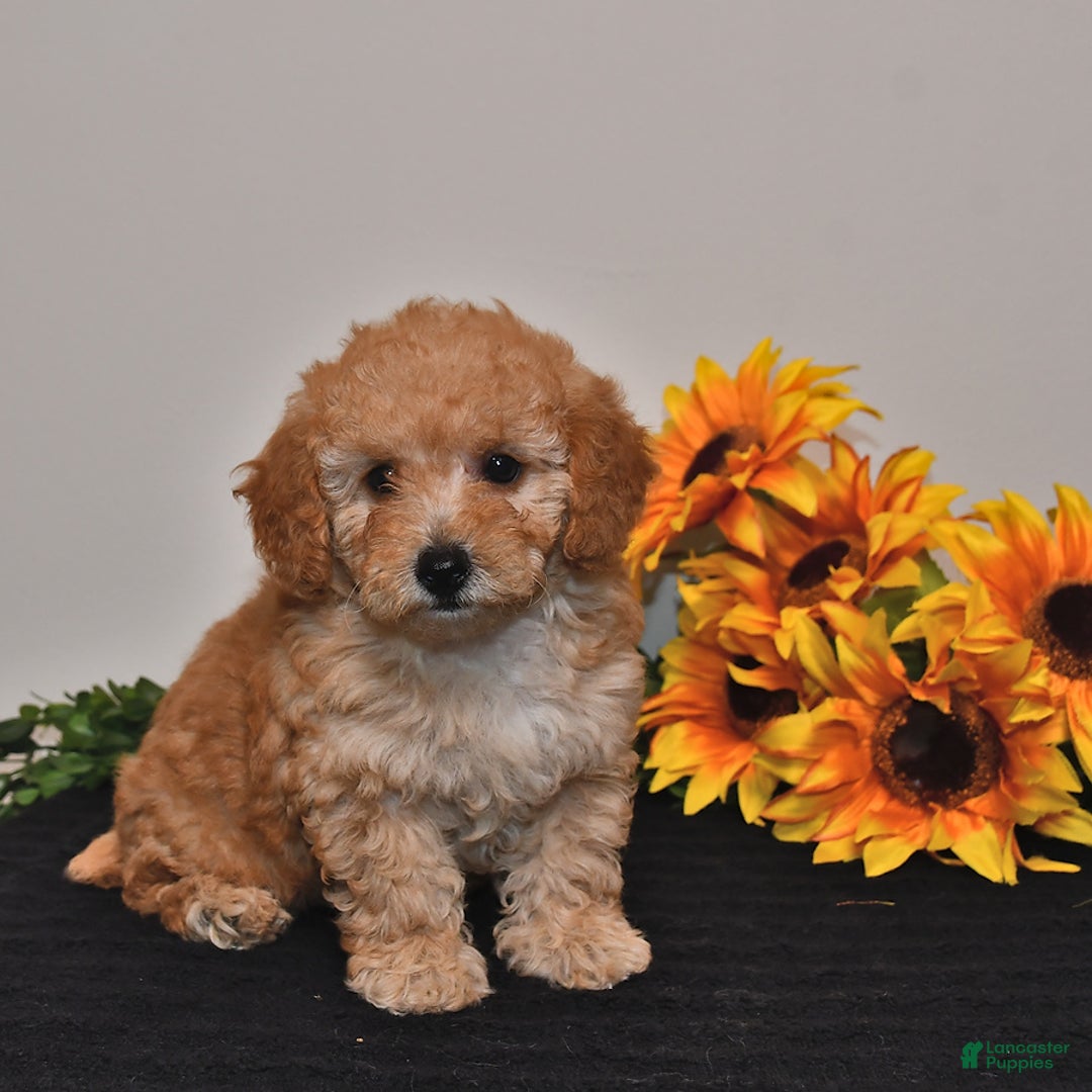 Miniature Poodle dogs for sale: Cassie - Image 1