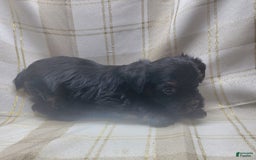 Yorkshire Terrier dogs for sale: Ernie - Image 5