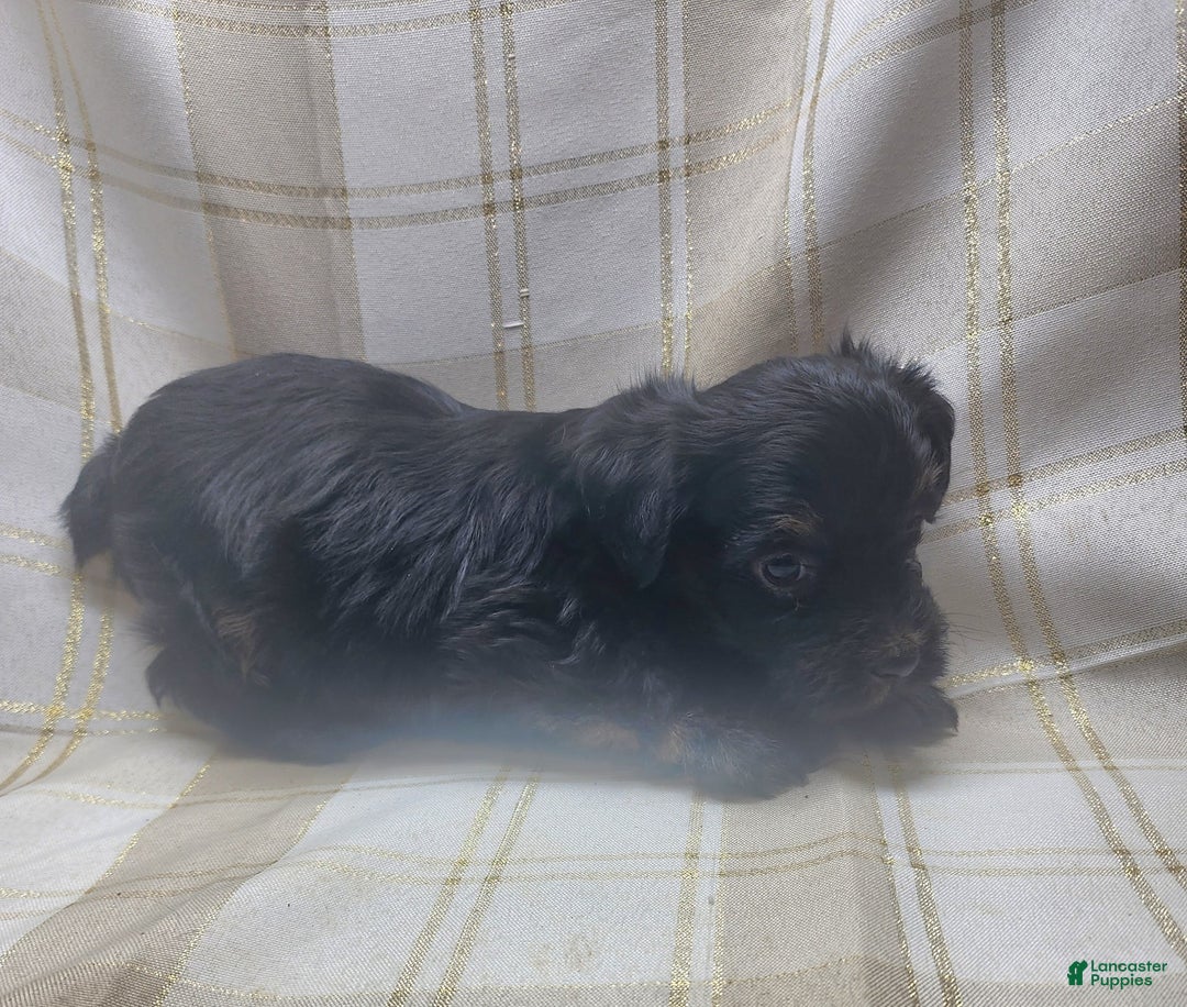 Yorkshire Terrier dogs for sale: Ernie - Image 5