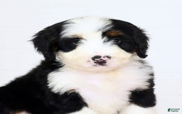 Mini Bernedoodle dogs for sale: Callie - Image 9