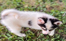 Pomsky dogs for sale: Sweet Girlie - Image 23