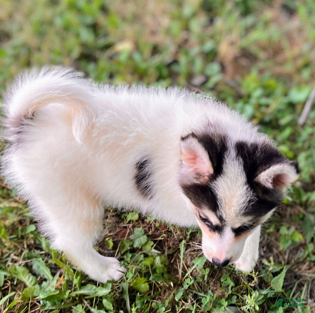Pomsky dogs for sale: Sweet Girlie - Image 23
