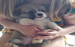 Welsh Corgi Pembroke dogs for sale: Orange - Image 1