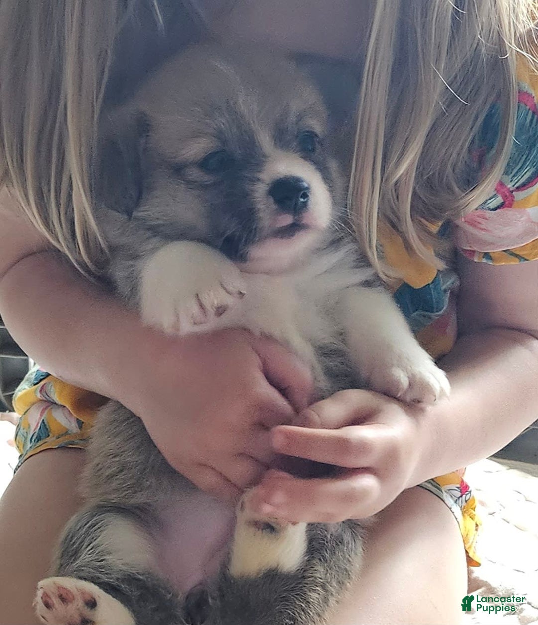 Welsh Corgi Pembroke dogs for sale: Orange - Image 1