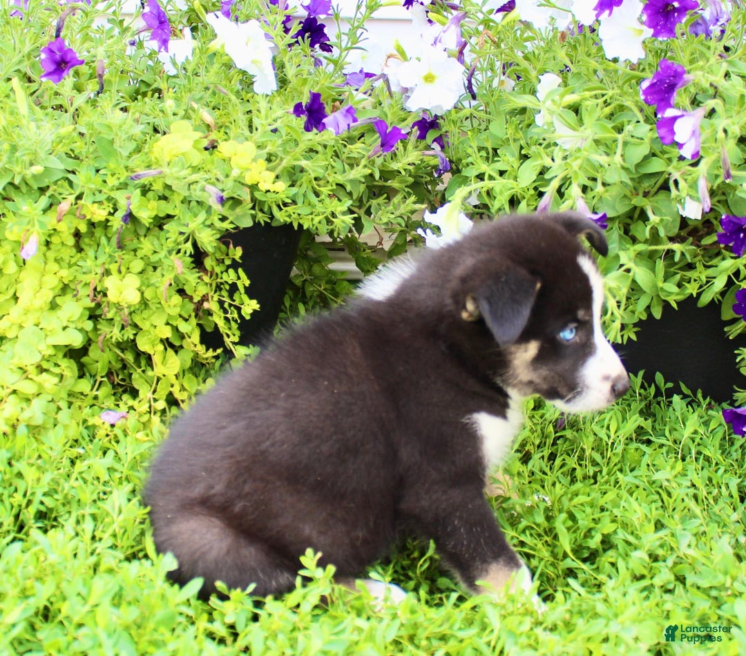 Australian Shepherd dogs for sale: Ranger - Image 6