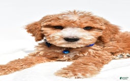 Mini Goldendoodle dogs for sale: Timmy - Image 3
