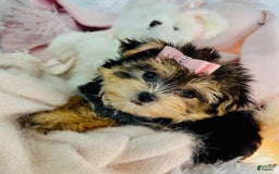 Morkie dogs for sale: Dazare - Image 1