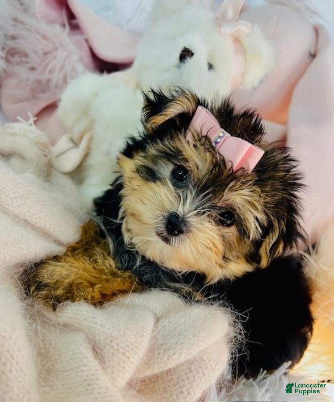 Morkie dogs for sale: Dazare - Image 1