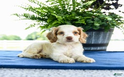 Cocker Spaniel dogs for sale: Buffy - Image 2