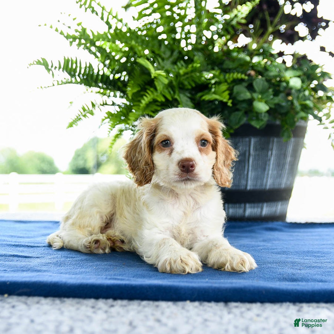 Cocker Spaniel dogs for sale: Buffy - Image 2
