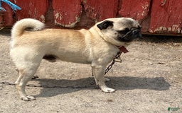 Pug dogs for sale: Elsie - Image 6