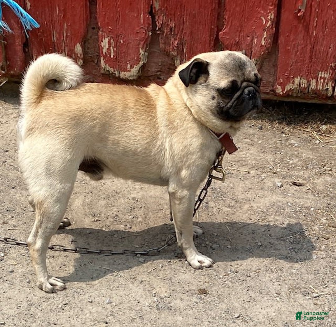 Pug dogs for sale: Elsie - Image 6