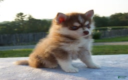 Pomsky dogs for sale: Maxy - Image 1