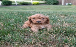 Cavapoo dogs for sale: Axel - Image 1