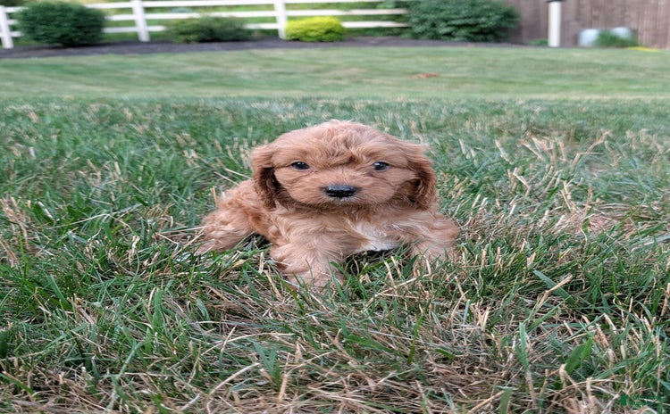 Cavapoo dogs for sale - Ad 2