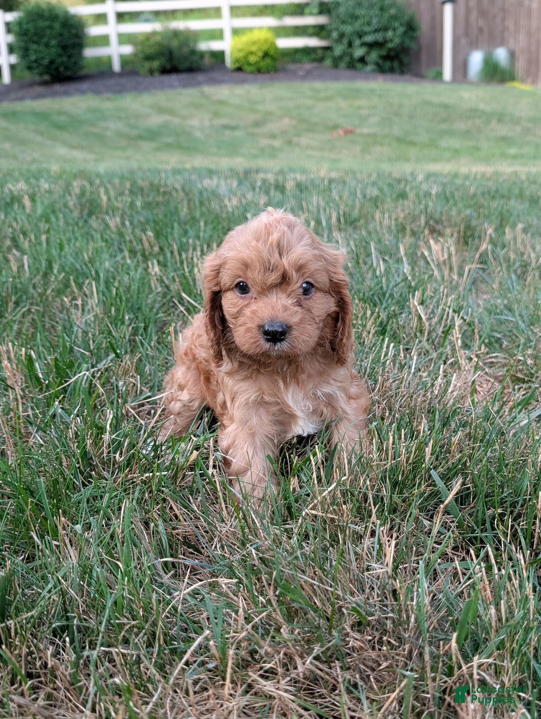 Cavapoo dogs for sale: Axel - Image 1