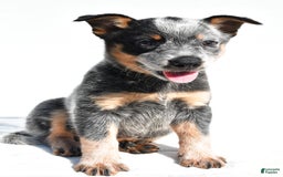 Australian Cattle Dog dogs for sale: Trixie - Image 5